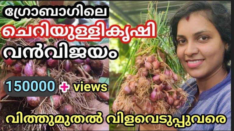 GROWING ONIONS PLANTING, GROWING, AND HARVESTING ONIONS