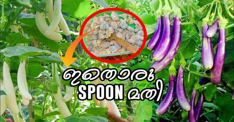 A step by step guide for Brinjal Farming in India