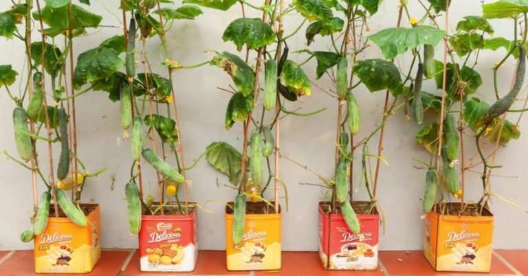 How to Grow Cucumber at Home