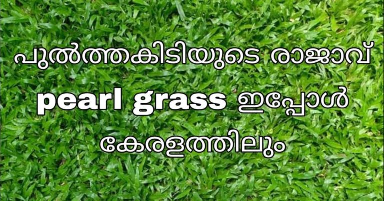 Pearl grass, Miniature buffallo grass completed work
