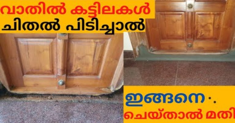 Easy Ways To Prevent Termites From Spreading In Your Home